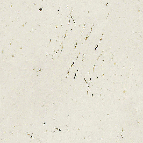 HL-TAUPE