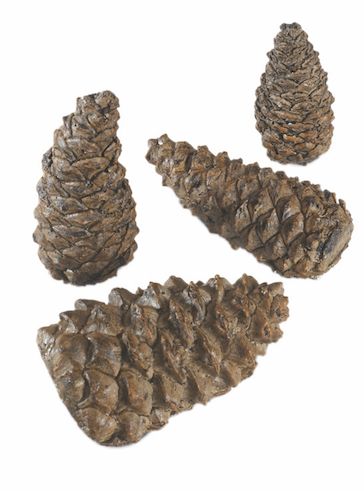  Pine Cones 
